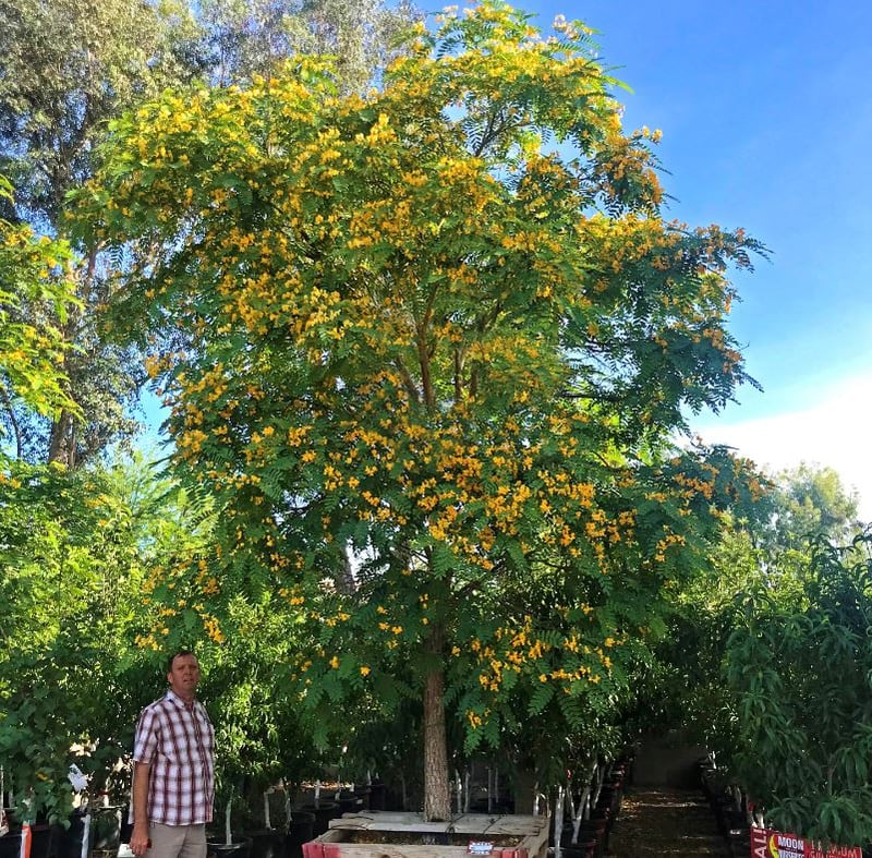 The World Famous Tipu Tree